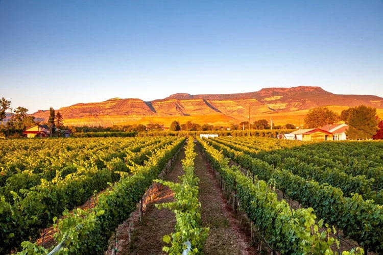 8 Must-Visit Wineries In and Around Palisade - 5280 Magazine