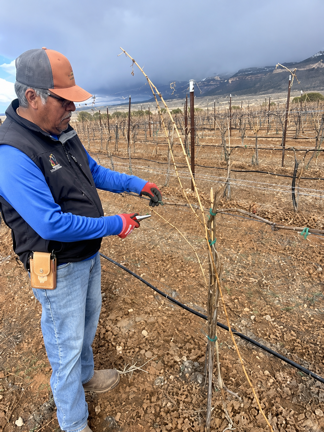 Juan Adan in the vineyard