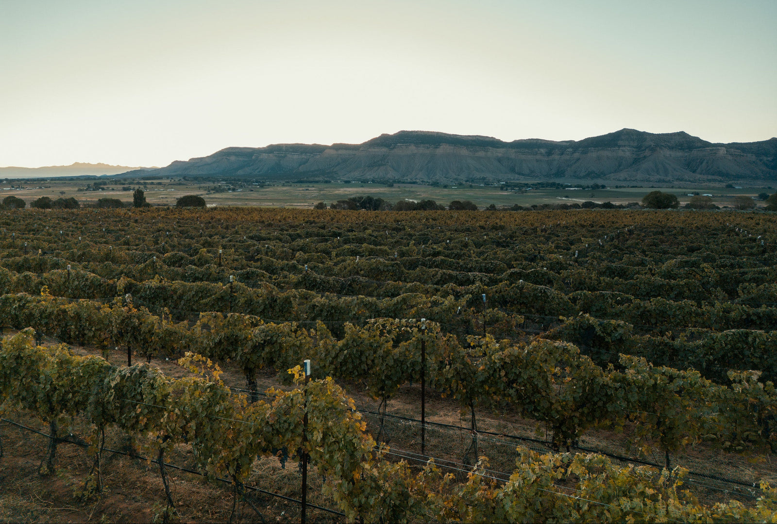 Vineyard