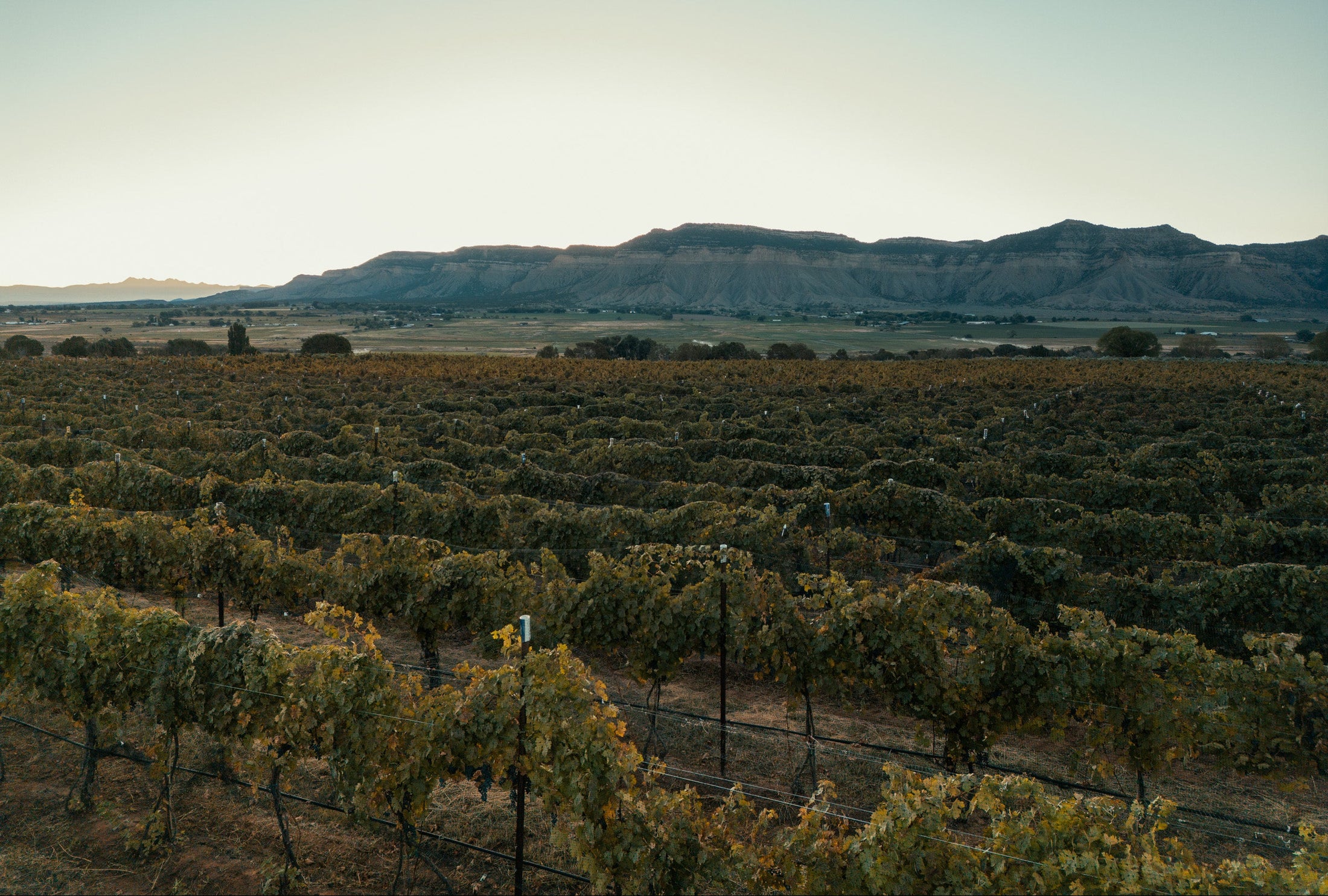 The Ordinary Fellow winery experience