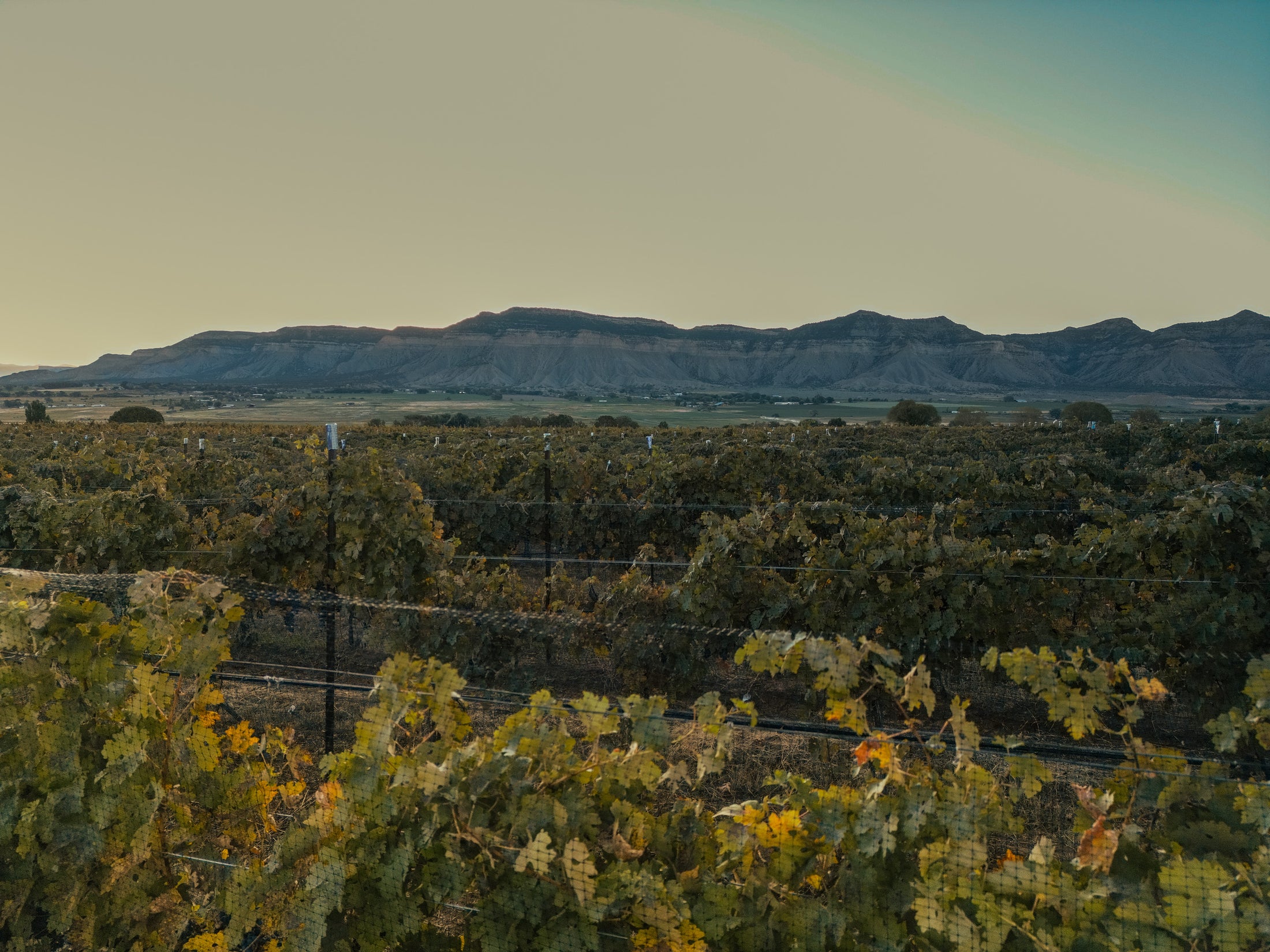 The Ordinary Fellow winery experience