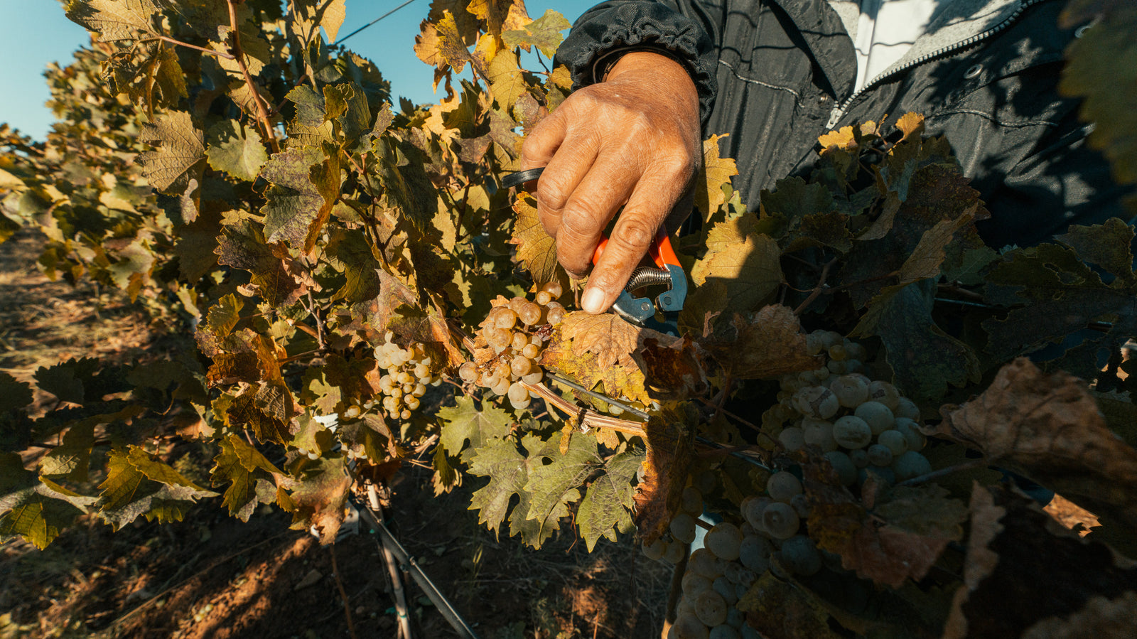 Hand Harvest