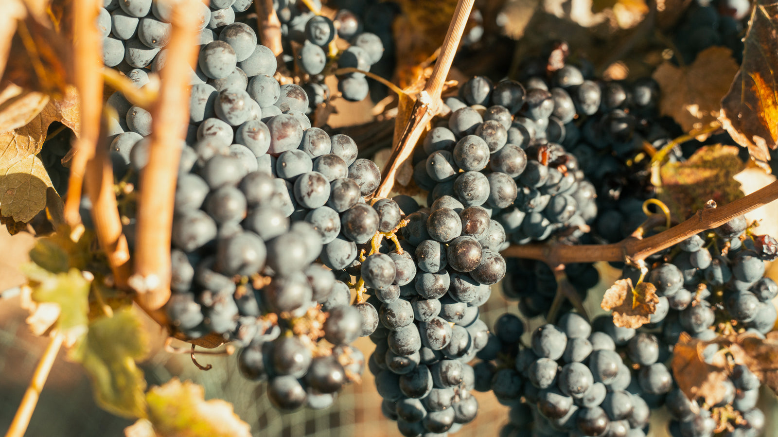 Minimal Winemaking