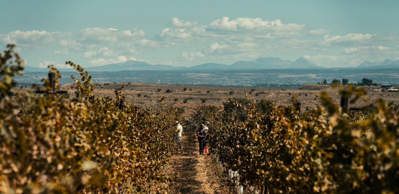 OUR VINEYARDS & WINEMAKING